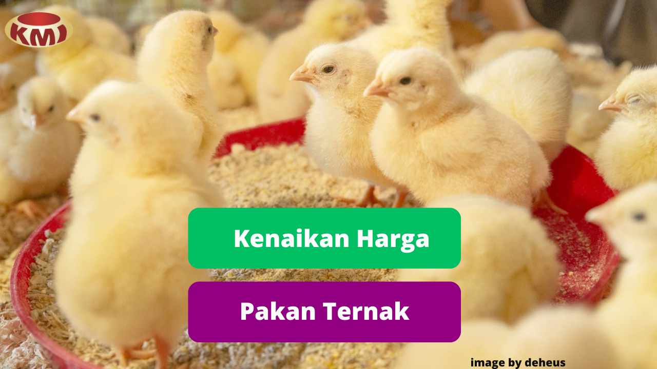 Ketahui Penyebab Kenaikan Harga Pakan Ternak